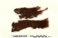 藏品(日本曲尾苔)的圖片